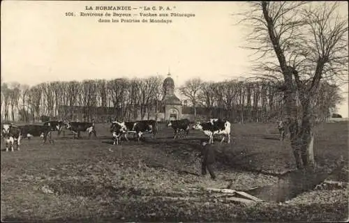 Ak Bayeux Calvados, Vache aux Paturages dans les Prairies de Mondays