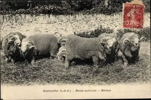 Ak Rambouillet Yvelines, Ferme nationale, moutons Merinos