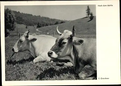 Ak Nach dem Mahle, Kühe auf der Wiese, Foto von E. Graubner