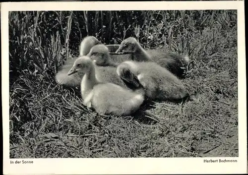 Ak Kleine Enten, In der Sonne, Foto von Herbert Bechmann