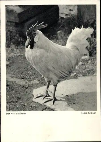 Ak Hahn, der erste Herr des Hofes, Foto von Georg Feldner