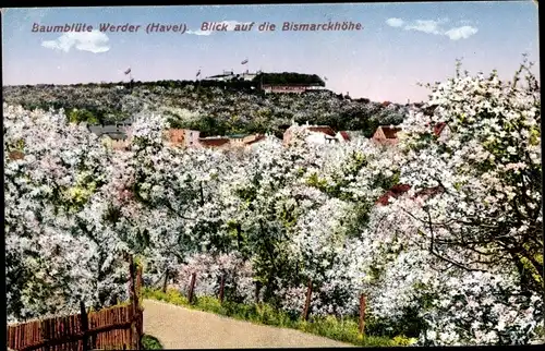 Ak Werder an der Havel, Bismarckhöhe zur Baumblüte