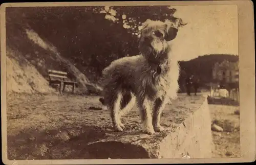 Kabinettfoto Terrier Hund, Portrait