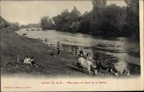 Ak Juziers Yvelines, Pâturages au bord de la Seine, Kühe