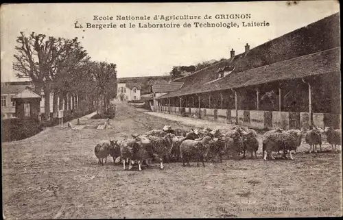 Ak Grignon Yvelines, Ecole Nationale d'Agriculture de Grignon, La Bergerie et le Laboratoire, Schafe