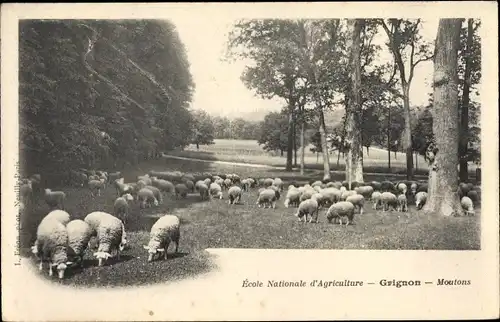 Ak Grignon Yvelines, Ecole Nationale d'Agriculture de Grignon, Moutons, Schafe