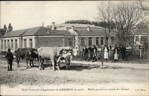 Ak Thiverval Grignon Yvelines, Ecole Nationale d'Agriculture, Boeufs partant au travail des champs