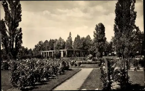 Ak Forst in der Niederlausitz, Ostdeutscher Rosengarten