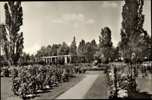 Ak Forst in der Niederlausitz, Ostdeutscher Rosengarten