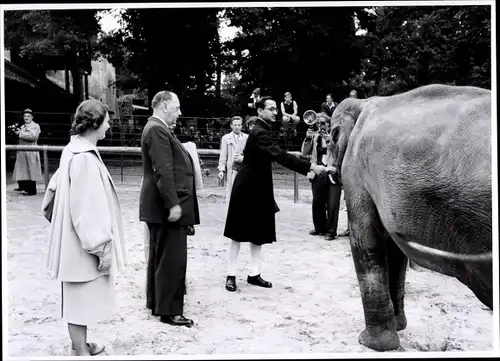 Foto Berlin Mitte, Bert Sass, Zoologischer Garten, Indischer Elefant im Gehege, Fütterung