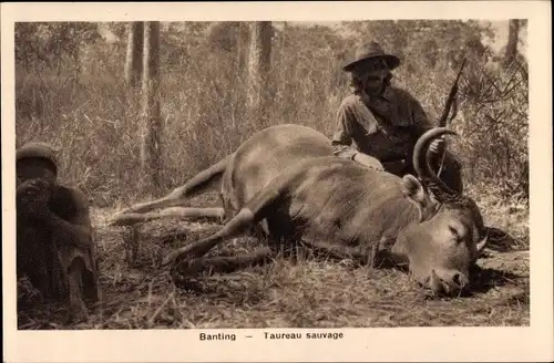 Ak Banting, Taureau sauvage, Männer mit erlegtem Rind, Büffeljagd