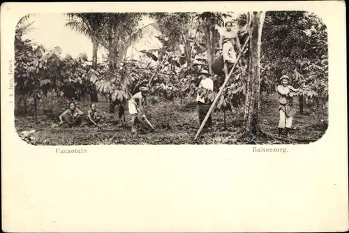 Ak Buitenzorg Bogor Java Indonesien, Cacaotuin, Kakaoernte