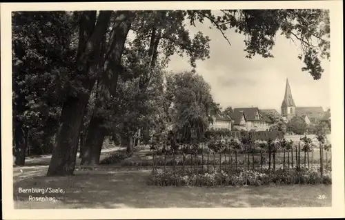 Ak Bernburg an der Saale, Rosenhag