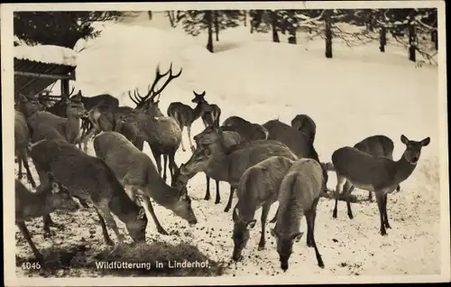 Ak Linderhof Ettal Oberbayern, Wildfütterung im Winter