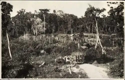 Foto Ak Brasilien, Deutsche Kolonisten im Urwald