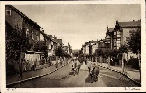 Ak Oberhof im Thüringer Wald, Zellaerstraße, Rinder