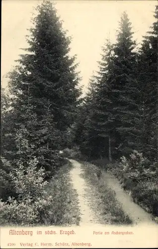 Ak Altenberg im Erzgebirge, Partie am Aschergraben, Wald