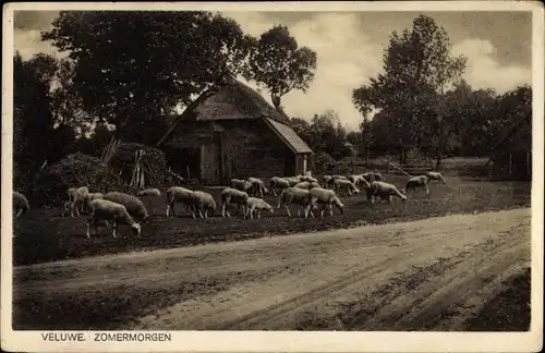 Ak Hoge Veluwe Gederland Niederlande, Sommermorgen, Schafherde