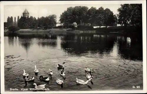 Ak Breda Nordbrabant Niederlande, Vijver Wilhelminapark, Enten auf dem Teich