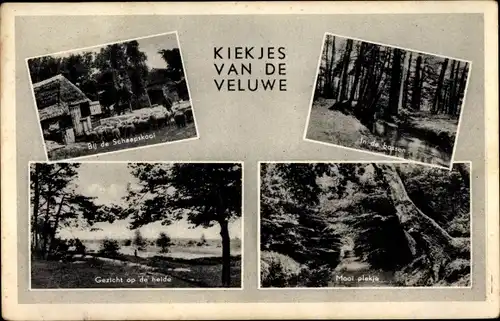 Ak Hoge Veluwe Gederland Niederlande, Kiekjes van de Veluwe, Schafherde, Waldpartie