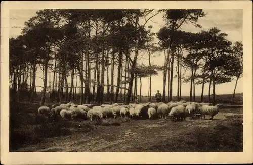 Ak Hilversum Nordholland Niederlande, Partie am Wald, Schafe