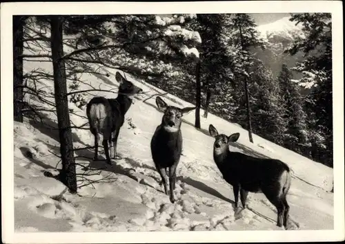 Ak Drei Rehe in einer Winterlandschaft