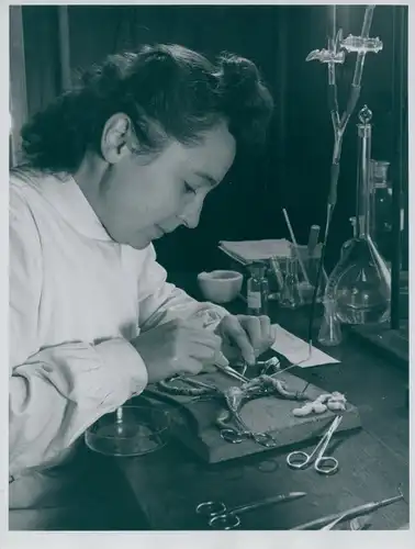 Foto, Laborantin beim Sezieren einer Ratte