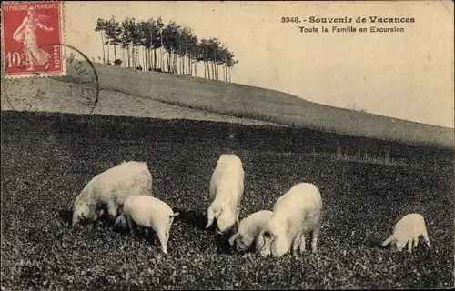 Ak Schweinefamilie auf einem Feld