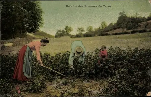 Ak Recolte des Pommes de Terre