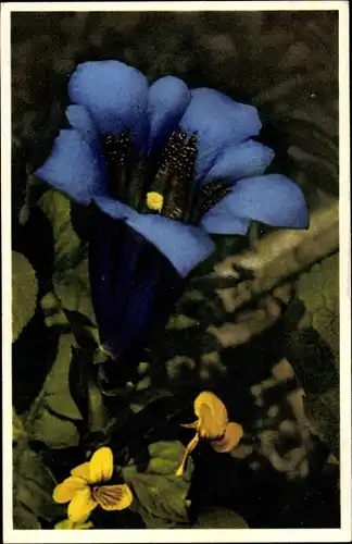 Ak Enzian, Gentiana acaulis