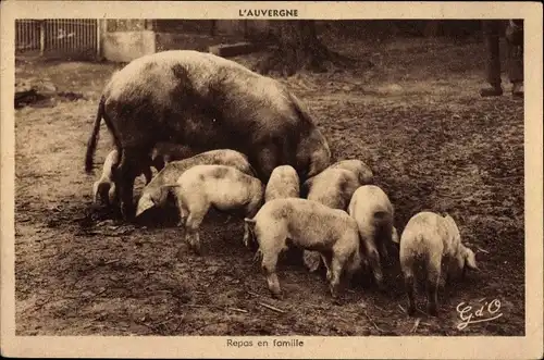 Ak Auvergne, Repas en famille, Schweine, Sau, Ferkel