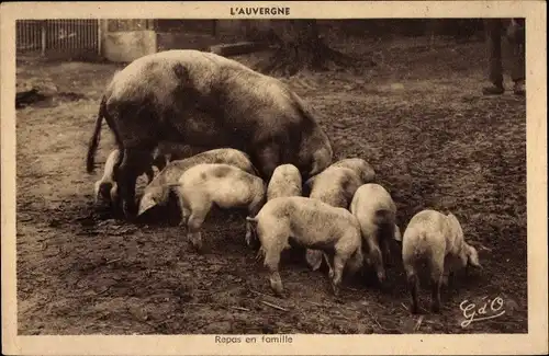 Ak Auvergne, Repas en famille, Schweine, Ferkel, Sau