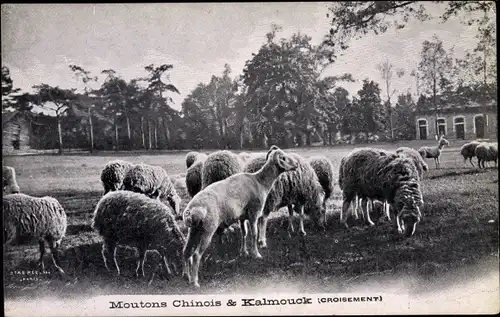 Ak Moutons chinois et Kalmouck, Schafe