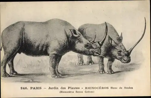 Künstler Ak Paris, Jardin des Plantes, Rhinoceros, Blanc du Soudan, Nashorn