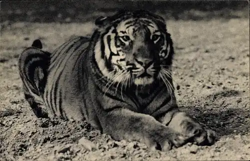 Ak Paris XII, Parc Zoologique Du Bois de Vincennes, Bengalischer Tiger