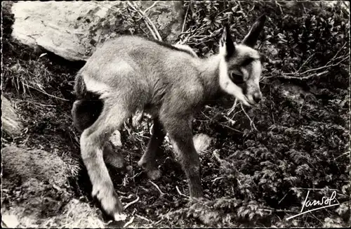 Ak Animaux de la Montagne, petit chamois, Ziege