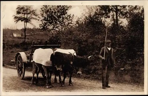 Ak Types Basques, vieux Basque et son Attelage, Rinderkarren, Mann in Tracht, Baskenland
