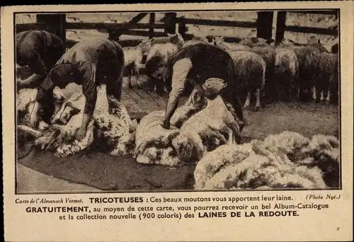 Ak Tricoteuses, Männer scheren Schafe