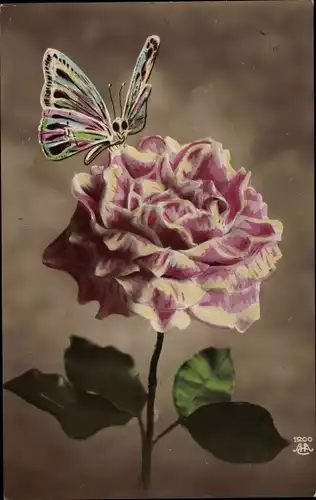 Ak Schmetterling auf einer Rose