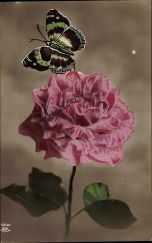 Ak Rose, Schmetterling