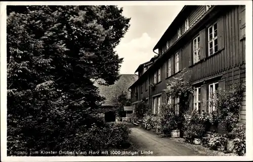 Ak Drübeck Ilsenburg am Nordharz, Eingang zum Kloster, 1000jährige Linde