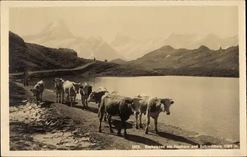 Ak Kanton Bern, Bachalpsee am Faulhorn und Schreckhorn, Rinder