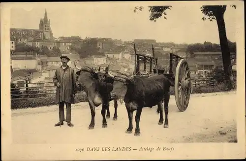 Ak Dans les Landes, Attelage de Boeufs