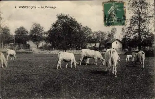 Ak Montluçon Allier, Au Paturage