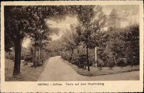 Ak Chojnów Haynau Schlesien, Partie auf dem Hopfenberg