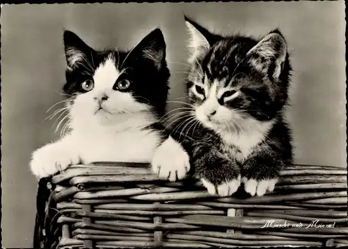 Ak Muschi und Mieze, zwei kleine Katzen