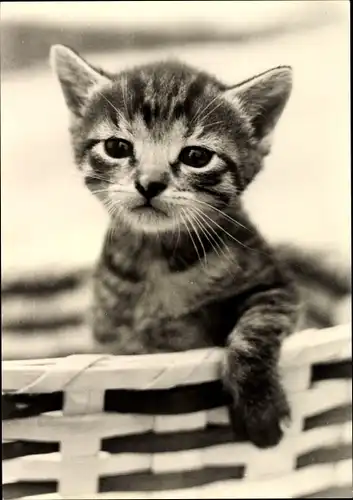Ak Getigerte Hauskatze in einem Korb