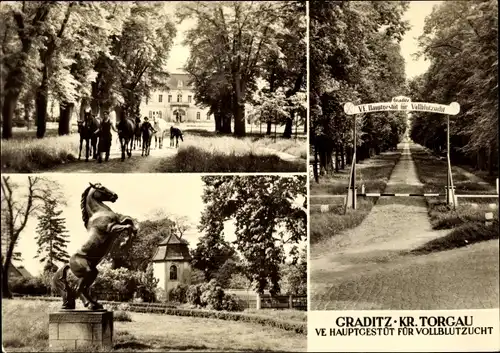 Ak Gestüt Graditz bei Torgau an der Elbe, VE Hauptgestüt für Vollblutzucht, Statue