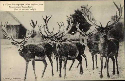 Ak Foret de Compiègne Oise, Montagne des Beaux Monts, Hirsche im Schnee