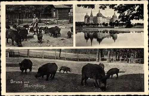 Ak Moritzburg Sachsen, Wildschweine, Schloss